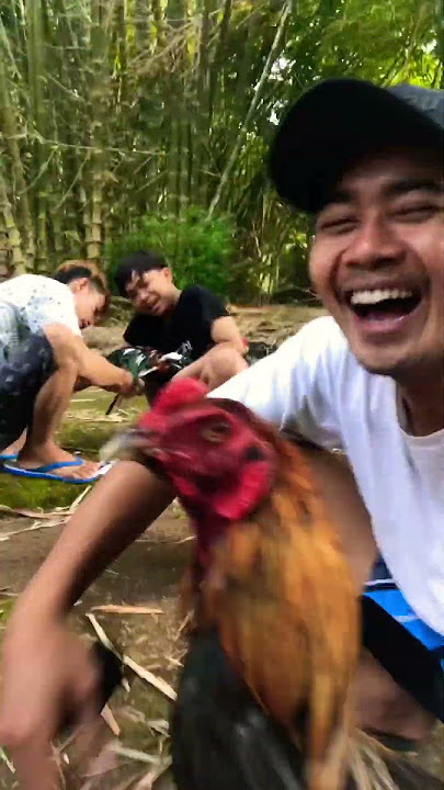 Ayam lucu tapi juara 👌🏼#ayam #tarung #pakoy #abar #win