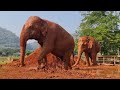 Pikun and khunyai spend time together on a lazy day at elephant nature park