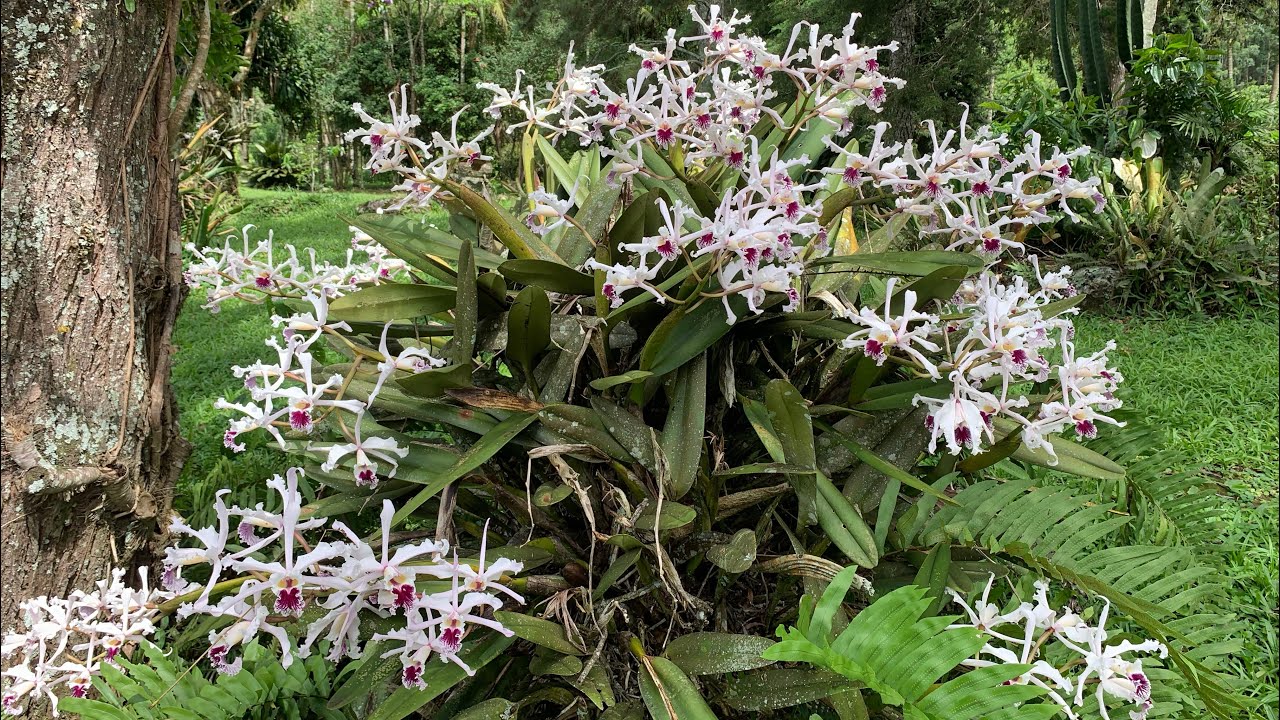 Como estão as orquídeas no quintal ! Época das laelias crispas ! #plantas #orquideas #jardim #flores