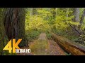 4K Rain in the Forest - Rainy Autumn Day in North Cascades NP - Nature Relax Video with Rain Sounds