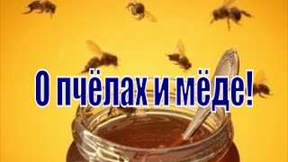 О пчелах и мёде! Как правильно выбрать мёд и как обманывают пасечники-бизнесмены. О пчелах и мёде! Как правильно выбрать мёд и как обманывают пасечники-бизнесмены.