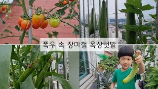폭우가 계속되는 장마철 아파트 옥상텃밭,, 그래도.
