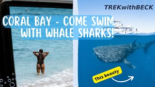 CORAL COAST ROAD TRIP - Coral Bay, Snorkelling and WHALE SHARKS!