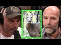Joe Rogan - Wildlife Biologist on Deadly Deer Disease!