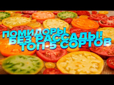 ТОМАТЫ БЕЗ РАССАДЫ! ТОП-5 ТОМАТОВ