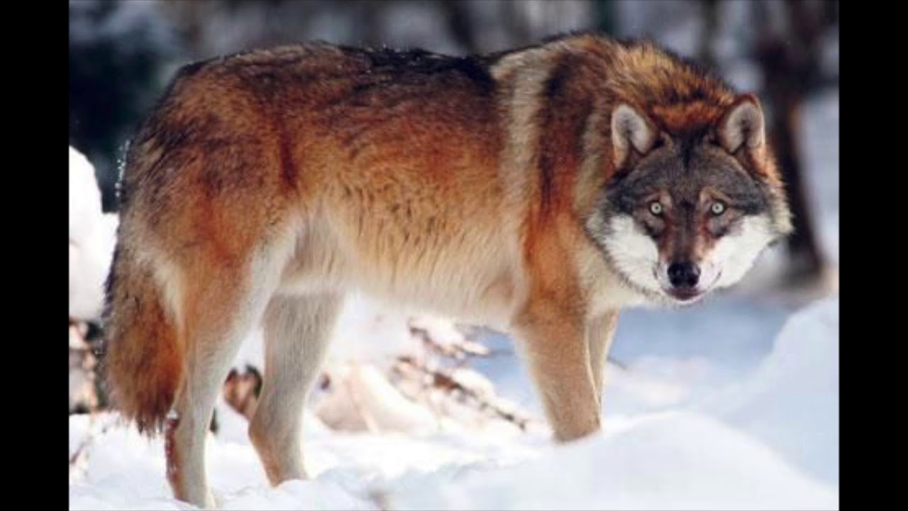 Wolf Spiritual Meaning Working With Them YouTube