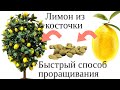 Самое быстрое проращивание лимона из косточки. Юные садоводы