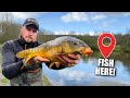 How to catch carp fast