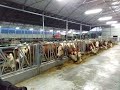 visite de mon nouveau bâtiment vaches laitières