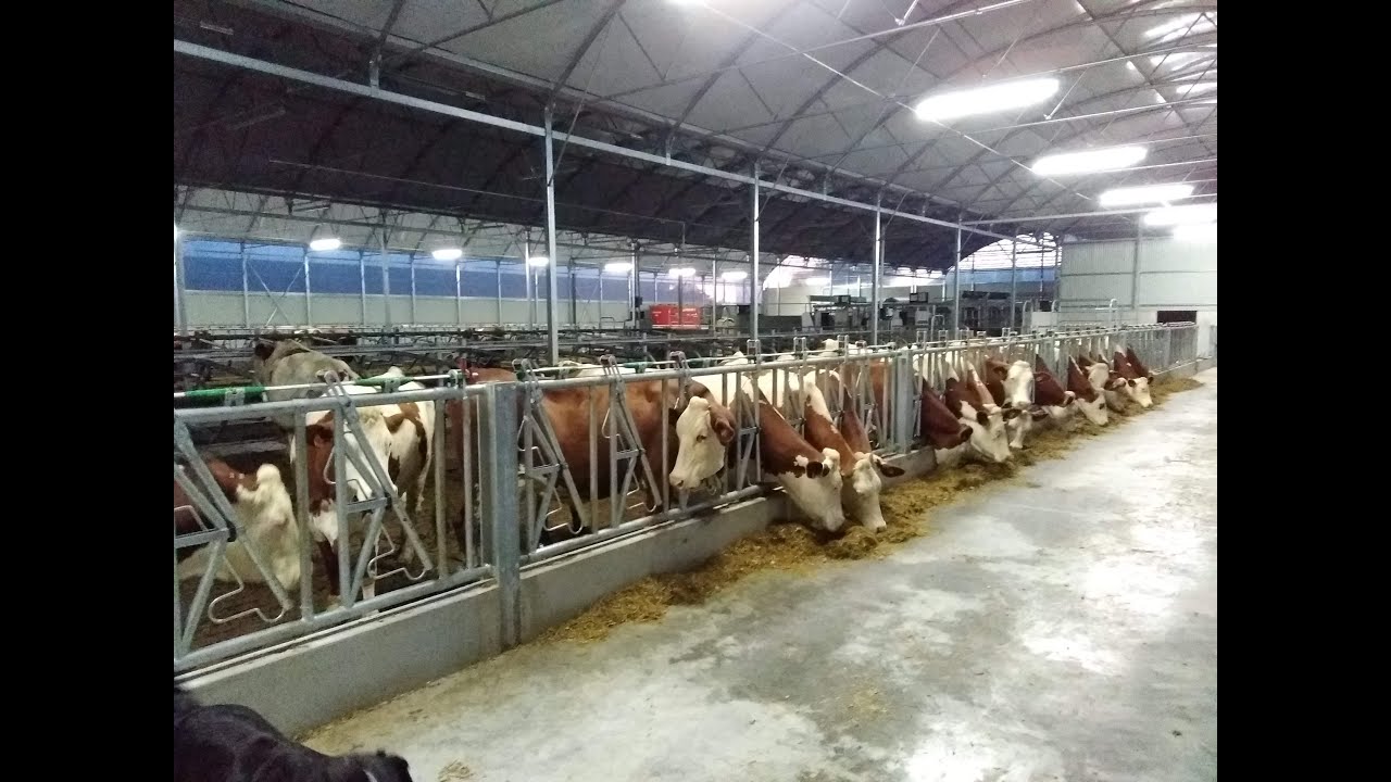 visite de mon nouveau bâtiment vaches laitières