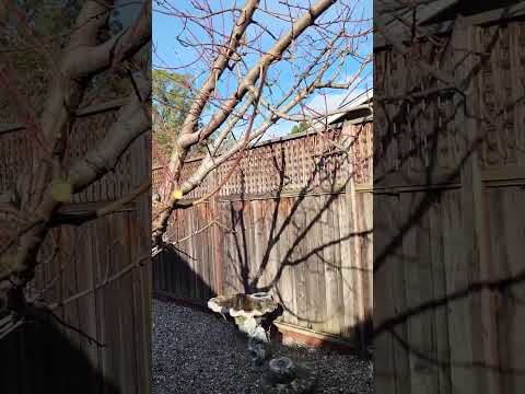 Pruning A Neglected Peach Tree
