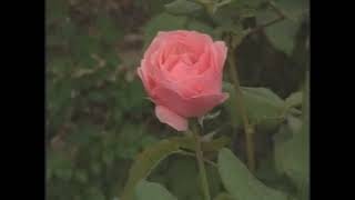 Ramazan Sarı - Kan Ağlar Gözlerim