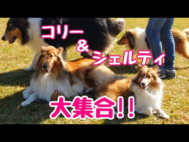 シェルティ】総勢100匹超え！日本コリークラブのオフ会に行ってきまし