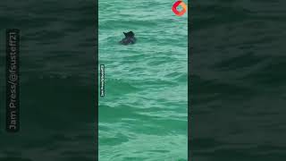 Swimming Bear Emerges From The Ocean Onto Packed Beach