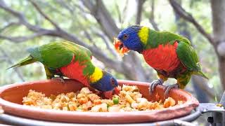 10 Mind-Blowing Facts About Birds You Never Knew!#birds #bird #birdslover #birdsounds #birdspecies