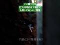 メス猫リンが行方不明のオス猫タマを探しに山へ行く物語