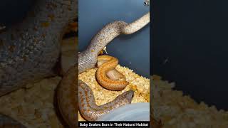 Baby Snakes Born in Their Natural Habitat #snake #wildliferescue #wildlife #wildlifeentertainment