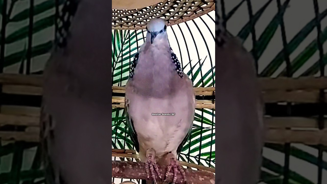 TEKUKUKUR GACOR FULL BEKUR Memanggil Temanya ‼️ 