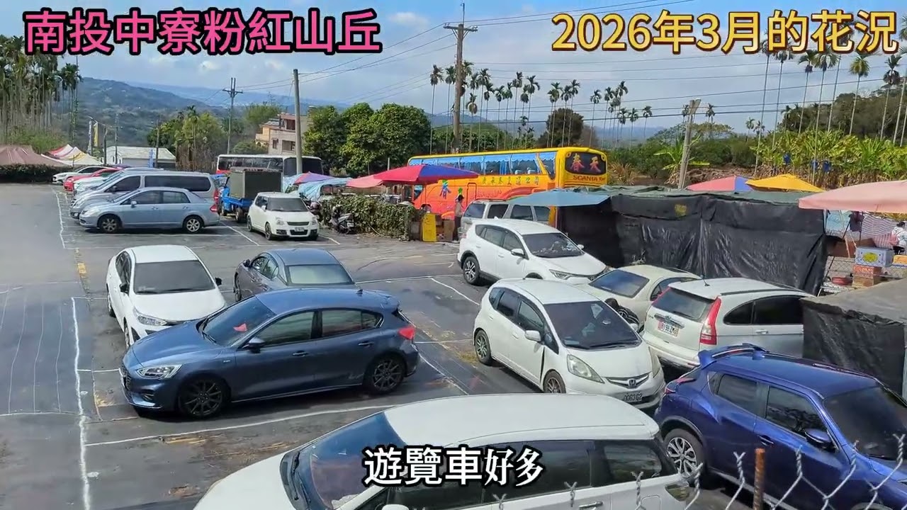 202603南投中竂粉紅山丘