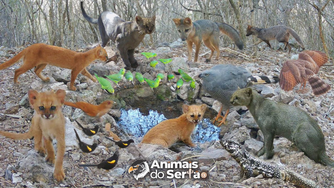 TIVE QUE REFAZER A FONTE NATURAL, E REABASTECI. VEJA OS ANIMAIS QUE APARECERAM