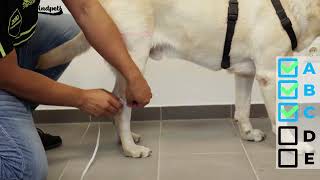 Custom Knee Brace for Dogs Measuring Tutorial Tailwindpets