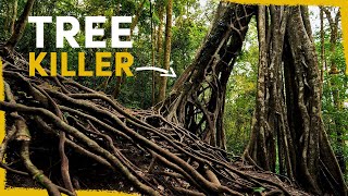 Why this killer tree is the lifeblood of the Amazon Rainforest by Mossy Earth 175,282 views 2 months ago 9 minutes, 22 seconds