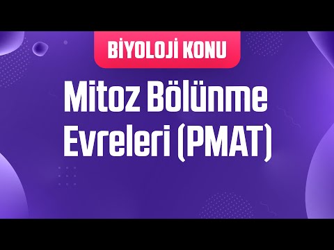 Video: Telofaz sırasında hangi süreç gerçekleşir?