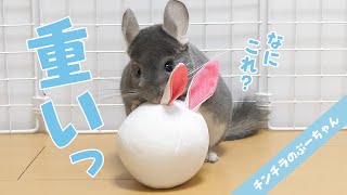 重りの入ったぬいぐるみを一生懸命持ち運ぶチンチラが可愛い！ Funny and Cute Chinchilla