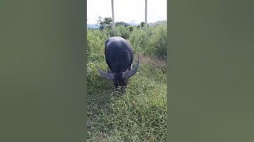 trâu cà cổ cong cặp sừng dài #contrau #trâu đực to