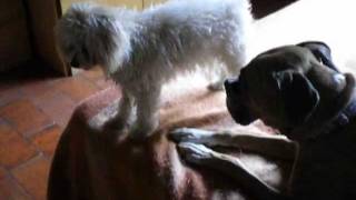 Caniche mini toy bailando perreo con Boxers