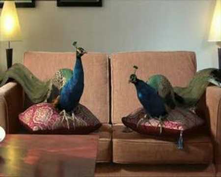 Funda Fundanimals TV Ad Peacocks
