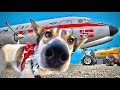 Why is this vintage airplane full of dogs and going to norway