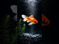 GoldFish Wallpaper