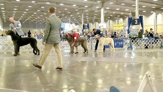 06292023 MIDDELTINKER KENNEL CLUB,  OKLAHOMA  IRISH WOLFHOUNDS