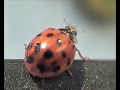 Ladybird 20181020