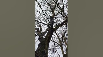 Thumbnail of Ash Tree Giant! #nature #trees #fyp