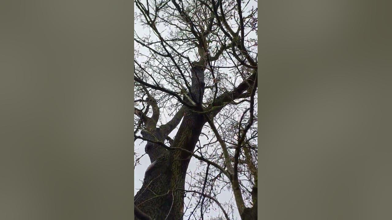Ash Tree Giant! #nature #trees #fyp