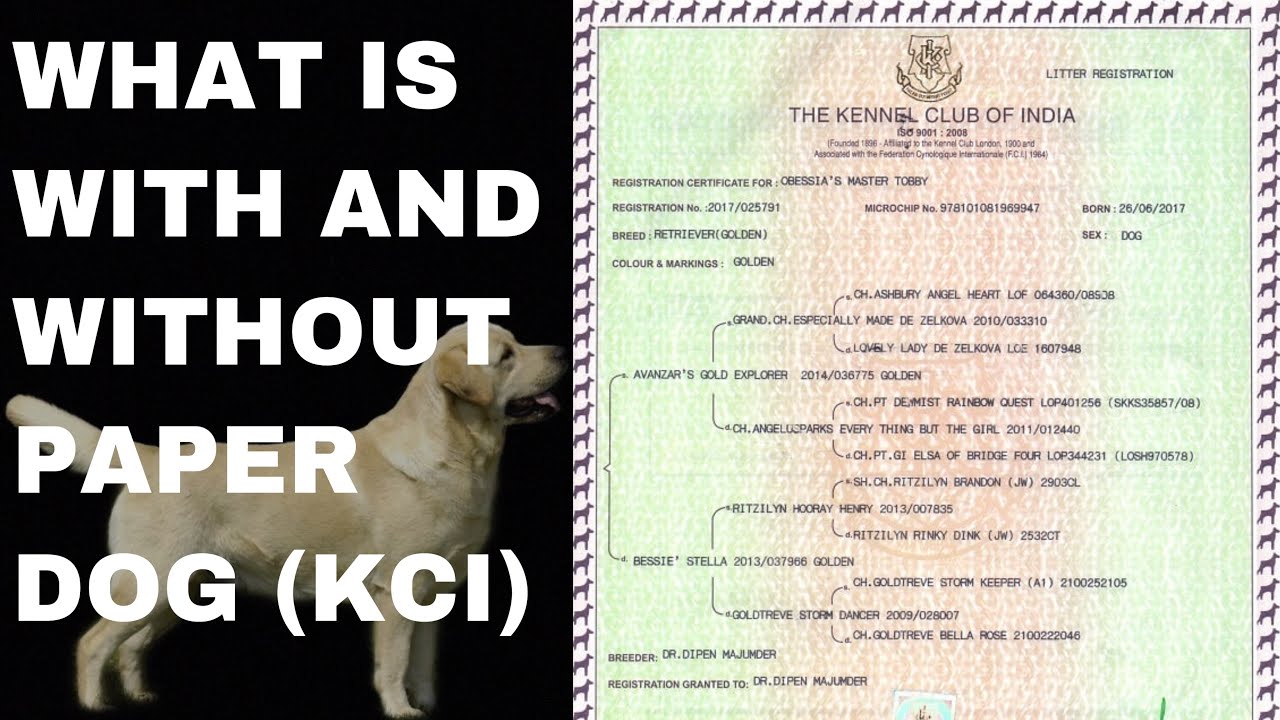 What Is With And Without Papers In Dogs KCI Registration Papers YouTube What Is With And Without Papers In Dogs KCI Registration Papers YouTube