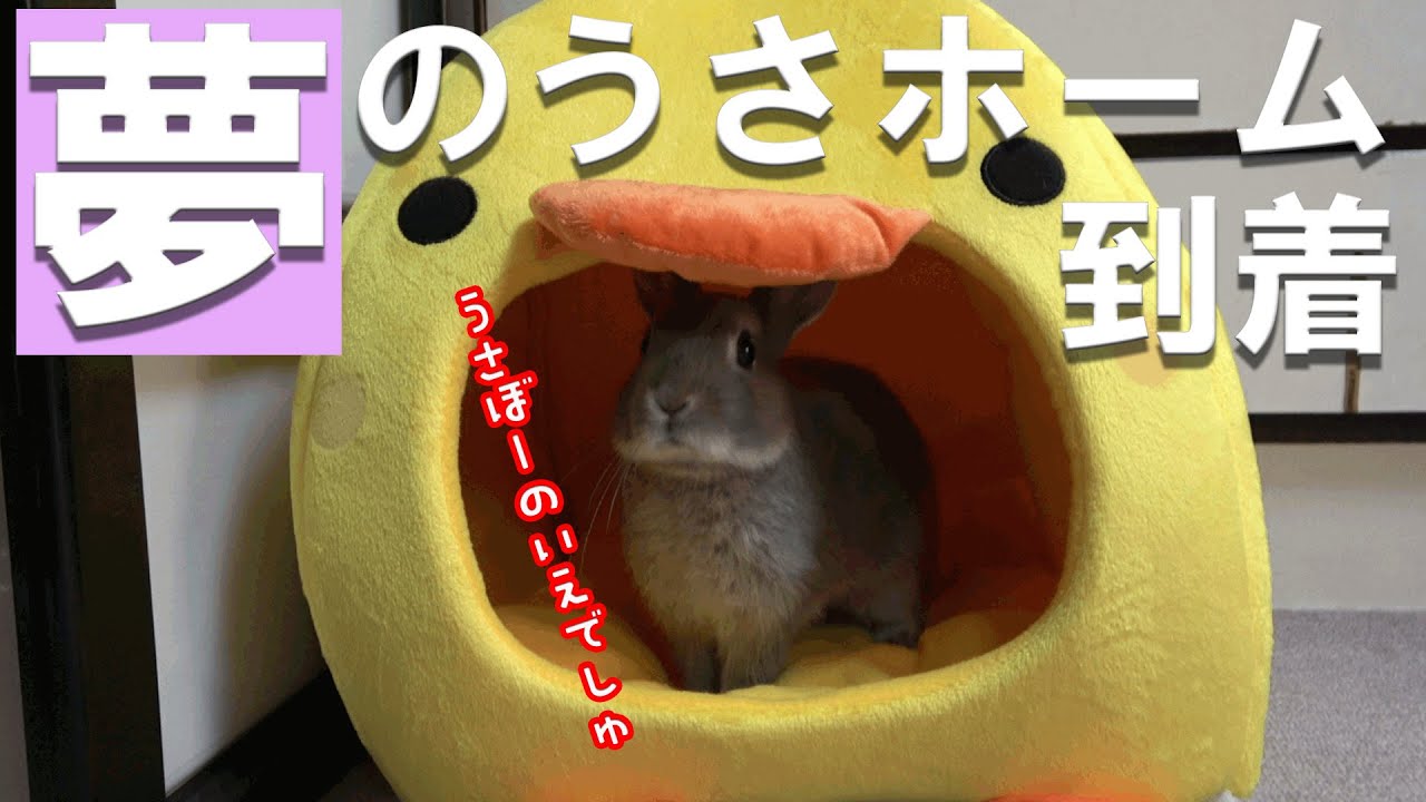 うさぎ マイホームをget 嬉しいウサギの行動が可愛いすぎた 42 Youtube