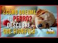 Qué pasa por la mente de tu perro mientras duerme 😱 Revelaciones Shock para Dueños de Perros