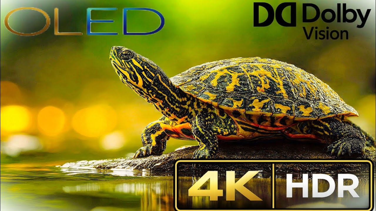 Dolby Vision HDR 🔥 Ultimate Colour Graded 4K Relax Demo
