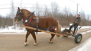 DRAFT HORSE TRAINING... Things don't always go smoothly!! & NEW COLLARS #450