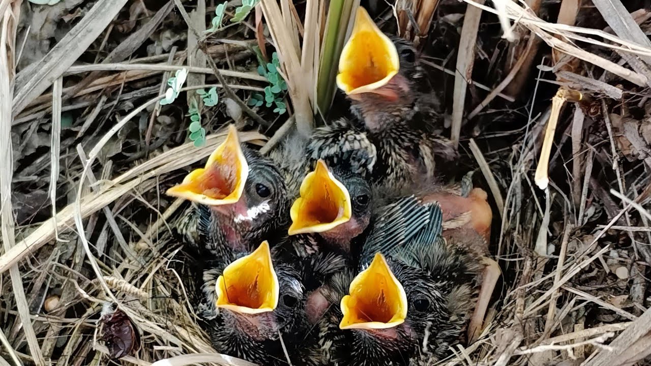 Beautiful babies of the familiar chat bird 