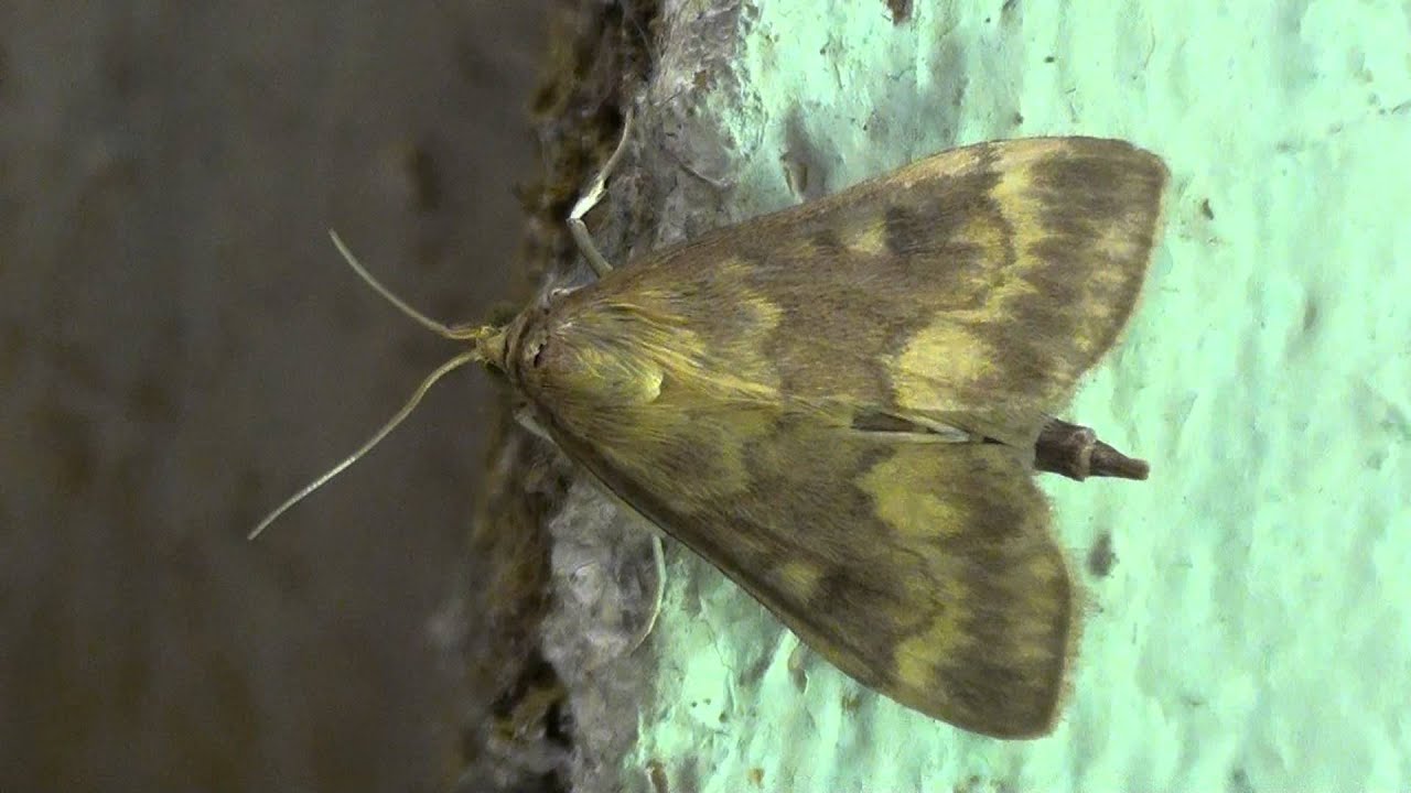 European Corn Borer Moth (Crambidae Ostrinia nubilalis) Dorsal View YouTube