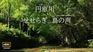 4K映像 + 自然環境音  / 【復活版】春の円原川    Enbara river in spring