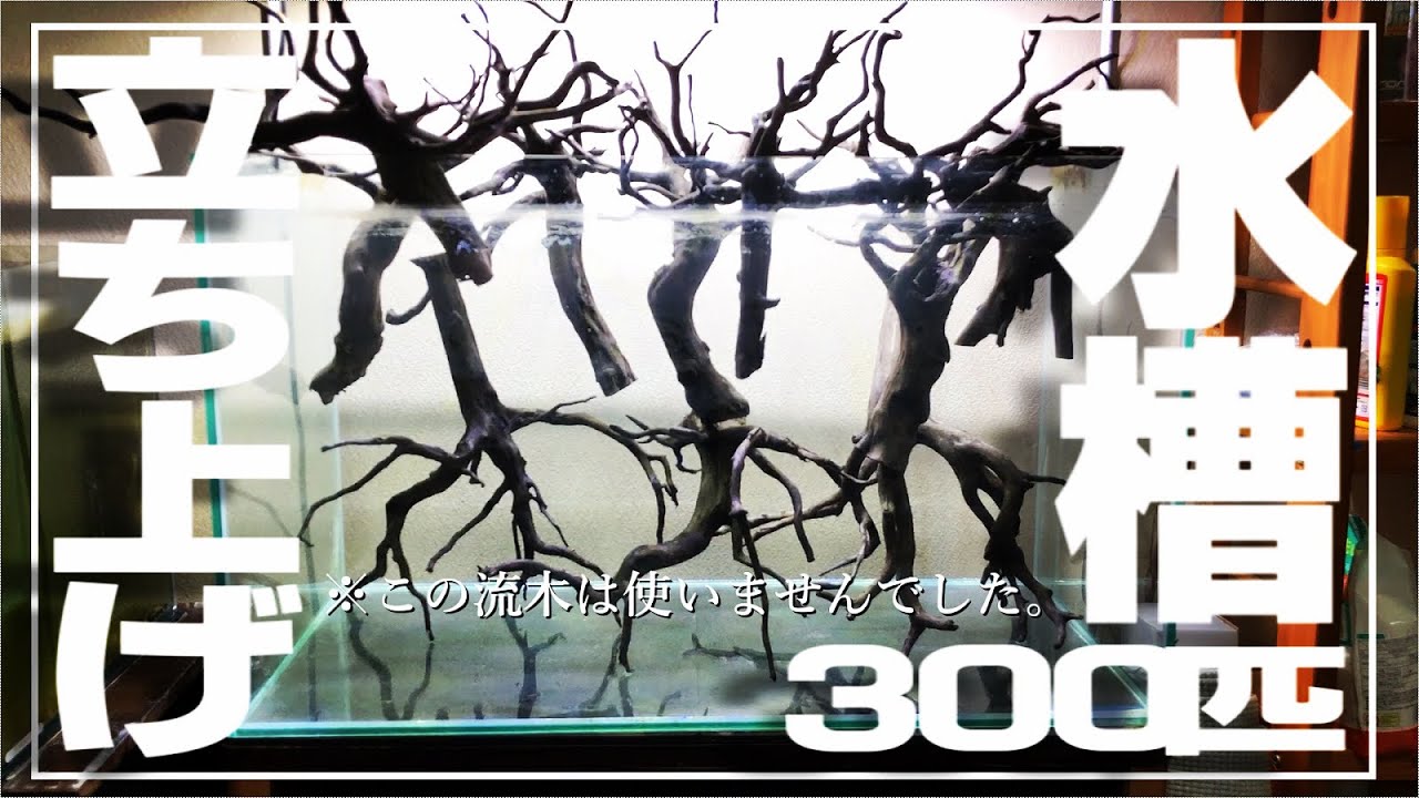 【ｱｸｱﾘｳﾑ】300匹お迎え準備【水槽立ち上げ】