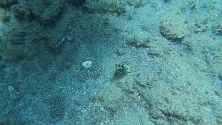 So cute File fish #ocean, #travel, #viral #trending #scubadiving