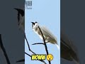 AMAZING!! 🤯 Mirip Towa Sekeras itu Suara Burung Langka ini !