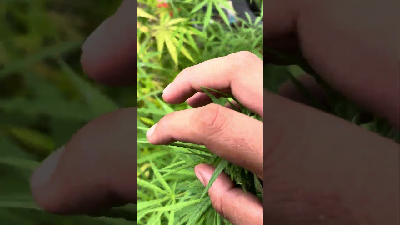 (Panama X Honduras ) X (Lemon tree X Freakshow) 