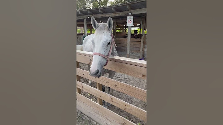 Horse Eats Lettuce